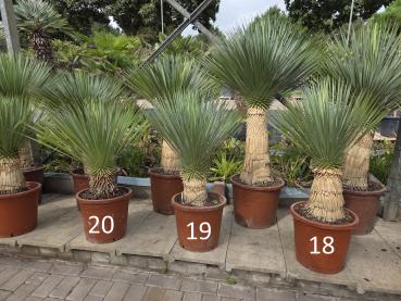 Yucca-Rostrata-18